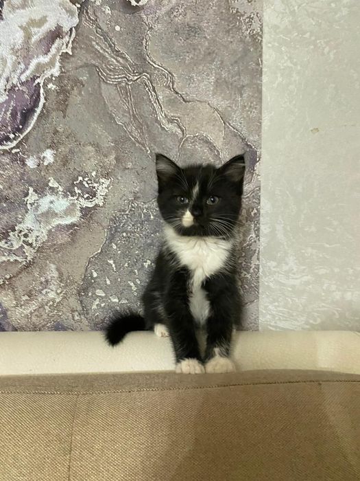 Кошечка бесплатно