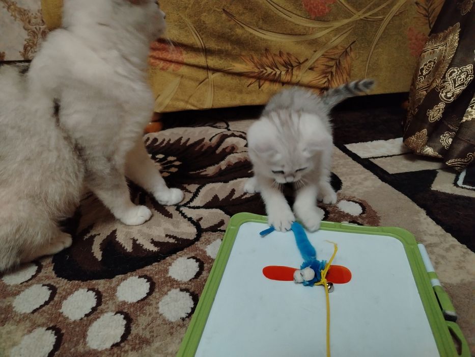 Кошка Шиншилла 100 га 100 тоза