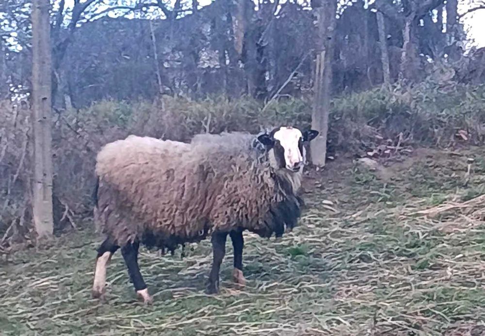 Продавам романовски овен на една година област Ловеч