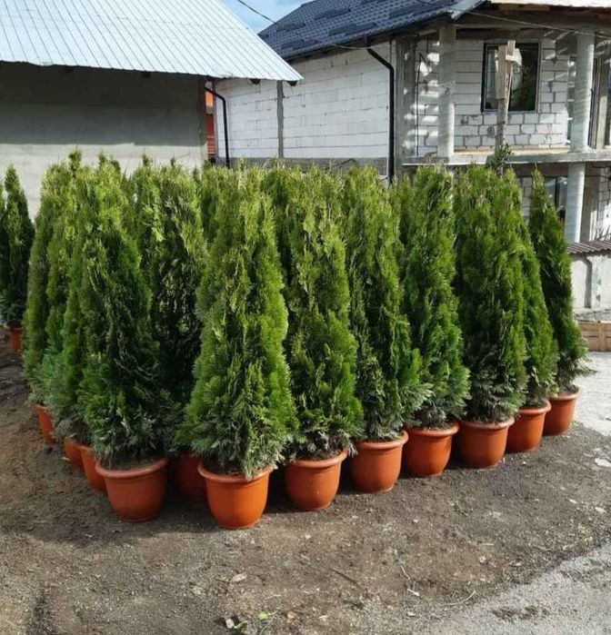 Tuia Smaragd 1.5m