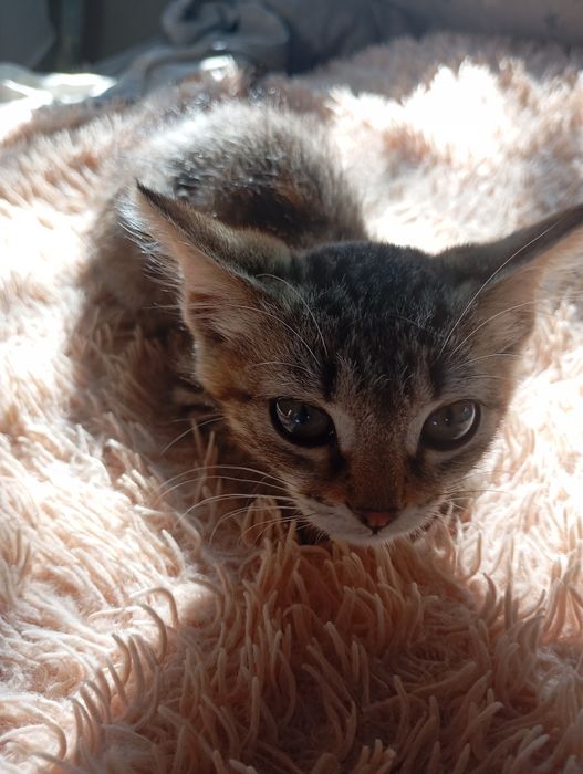 Отдам в добрые руки котёнка