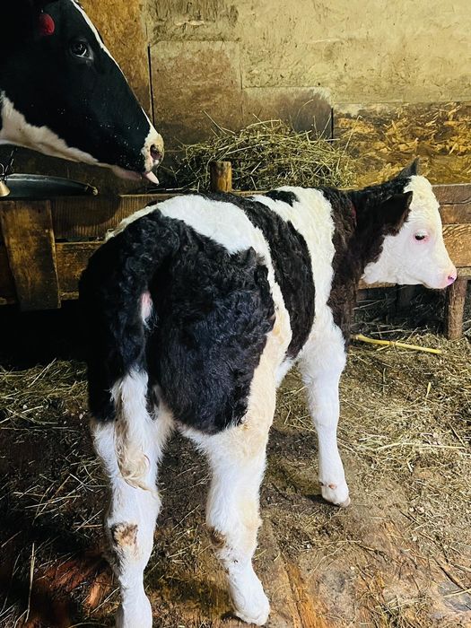 Ofer spre vânzare o vițea!