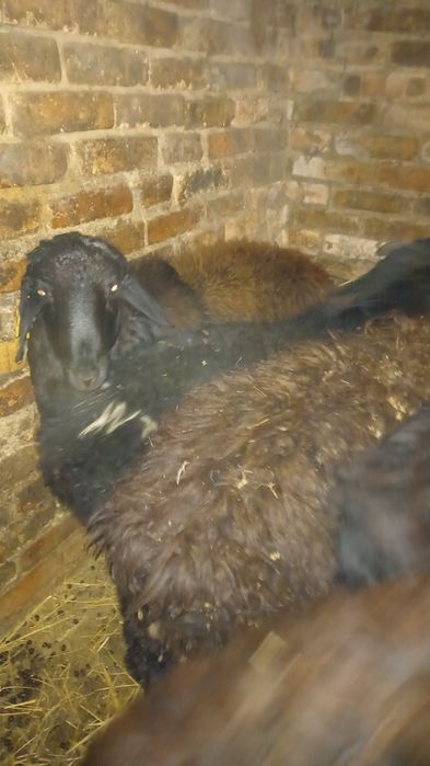 Баран кошкарик на развод