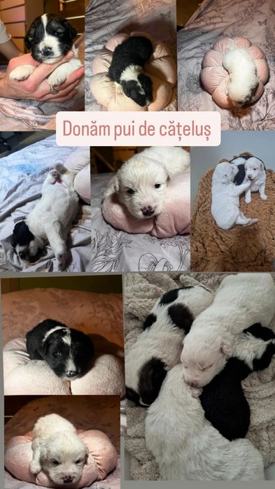Pui de cățeluș donam (gratis!)