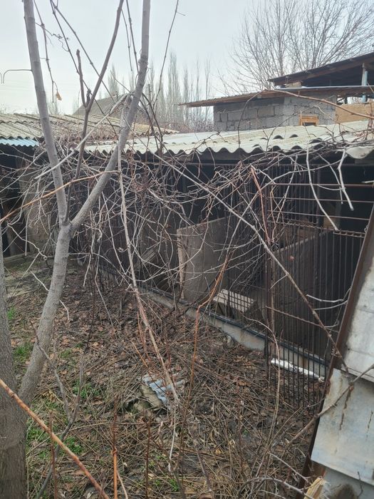 Товоксойда 7 сотикли ховли сотилади.