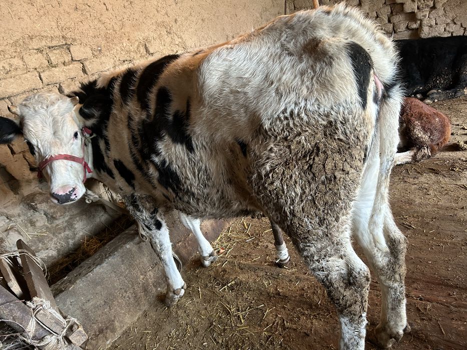 Продам продам срочно