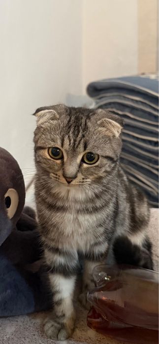 шотландская кошка.девочка