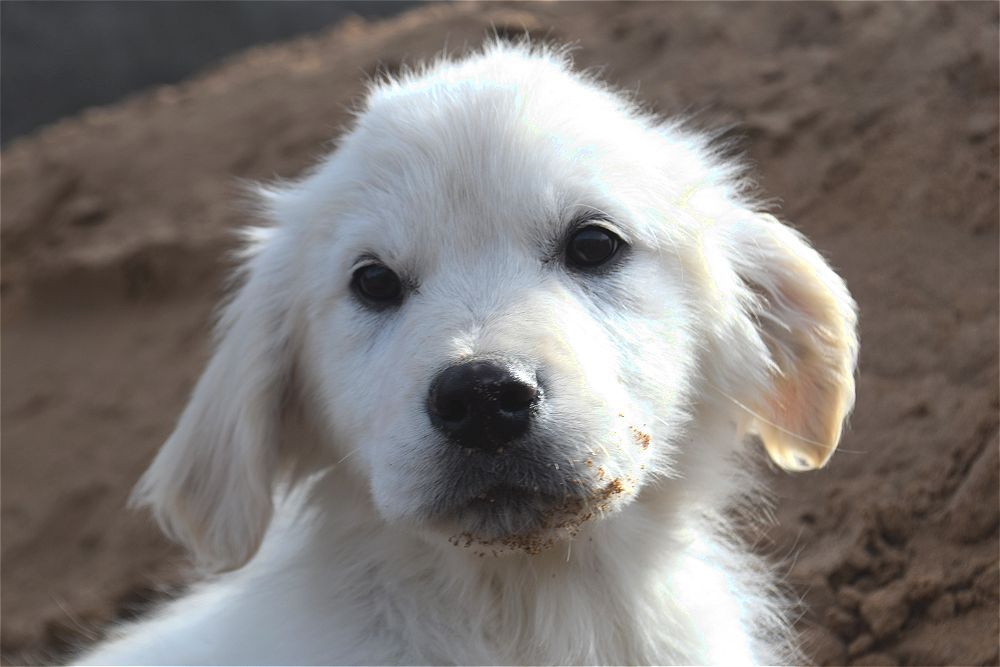 Щенки золотистого ретривера