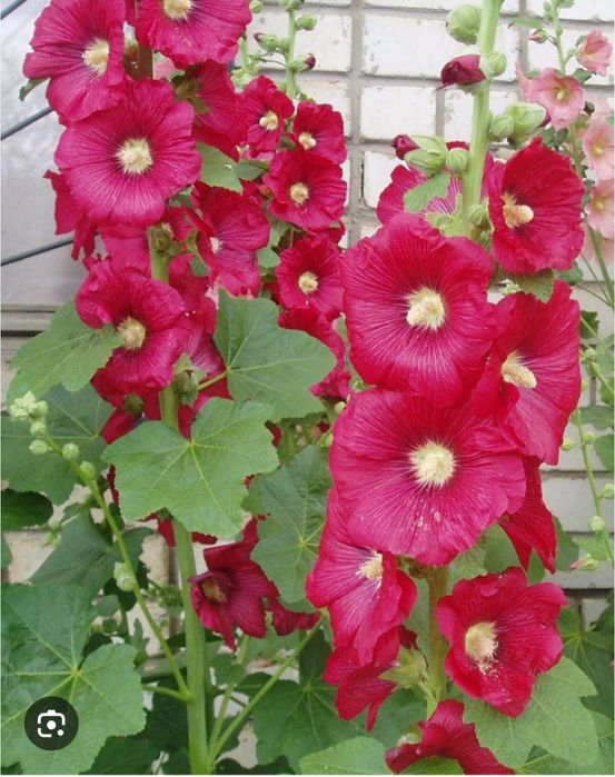 Чиройли гул уруглари бор