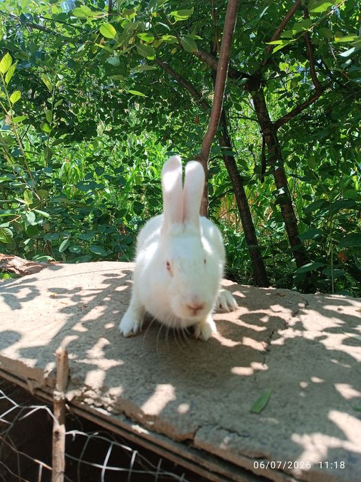 Erkak quyon sotiladi