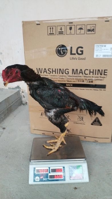 Февраль охри Марти бошида чкан бекорчи хч поло клнмаган