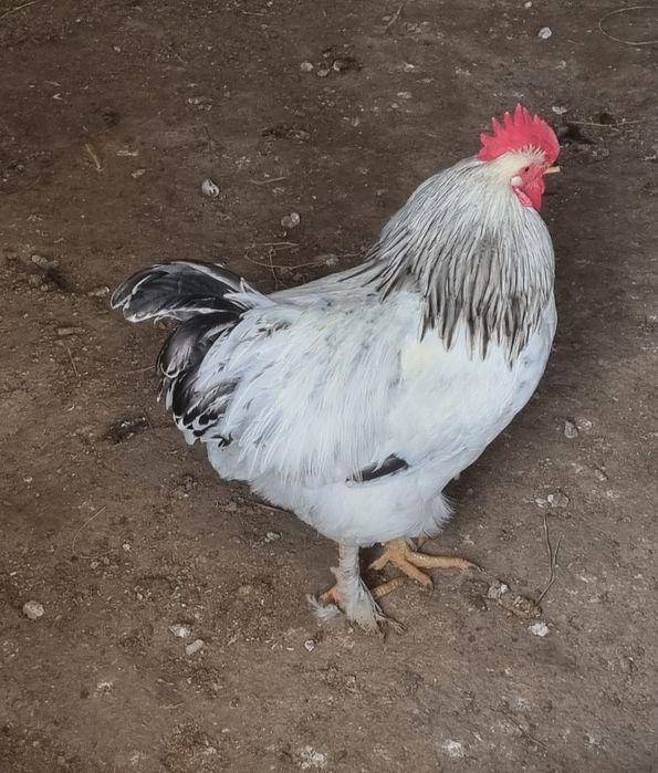 Инкубационное яйцо