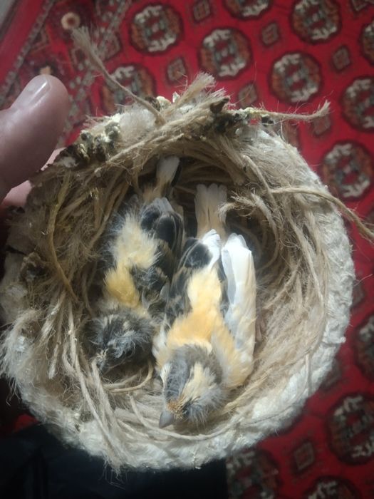 Kanarekalar sotiladi