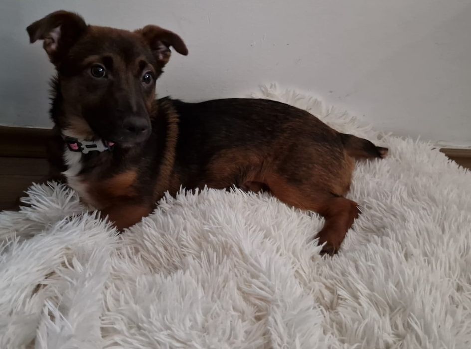 Donez pui caine gasit