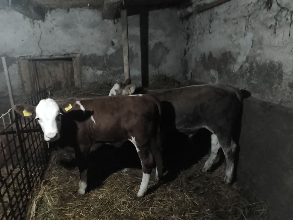 Vând viței rasa bălțați