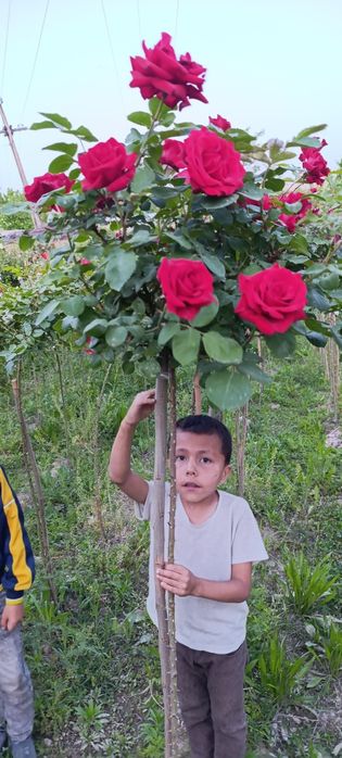 Продам штамповая розы