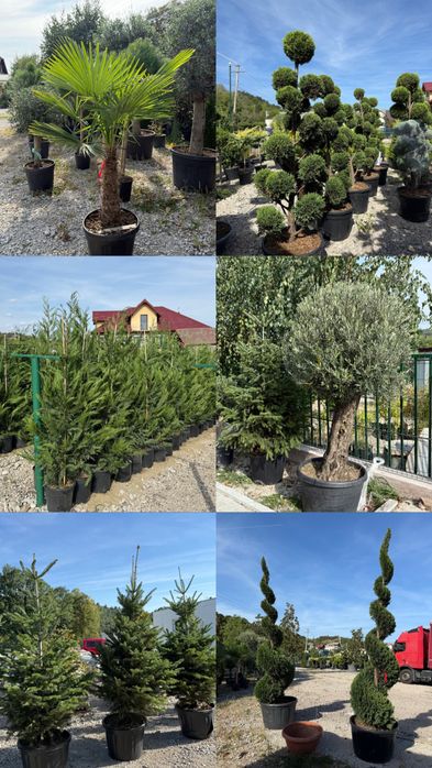 Vand plante ornamentale calitate extra