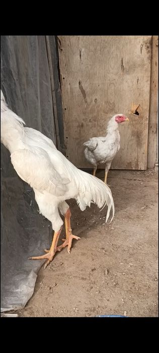 О шамо немцы Калуга сатылады