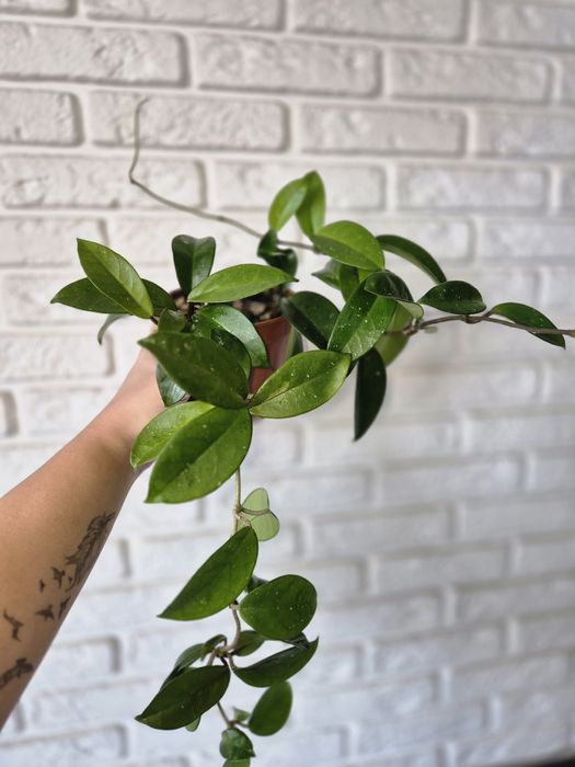 Продам Хойя мясистая