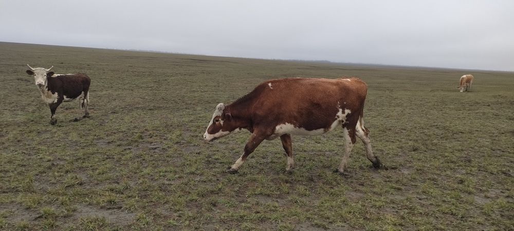 Симментальские коровы