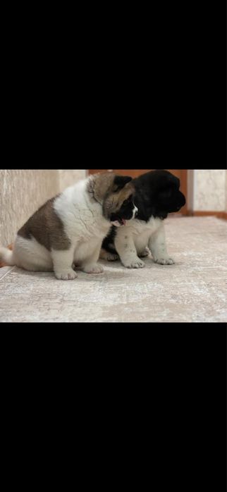 Американская Акита