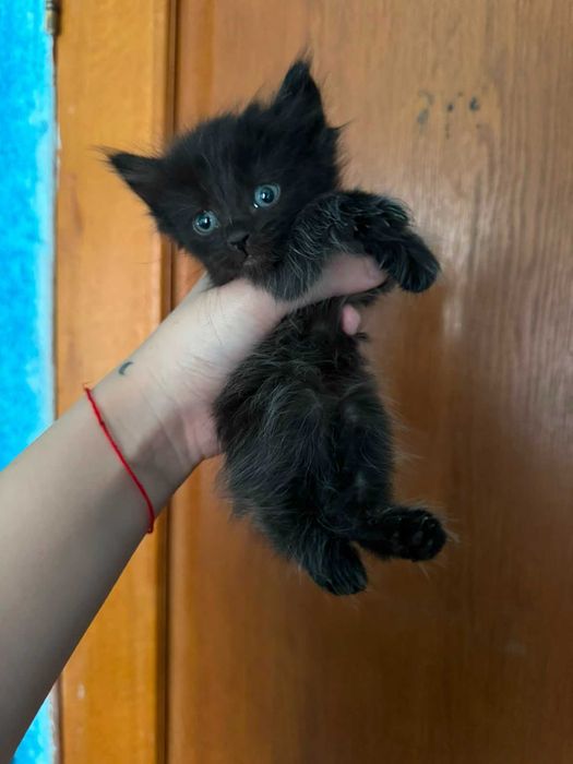 Отдам красивых котят!!!