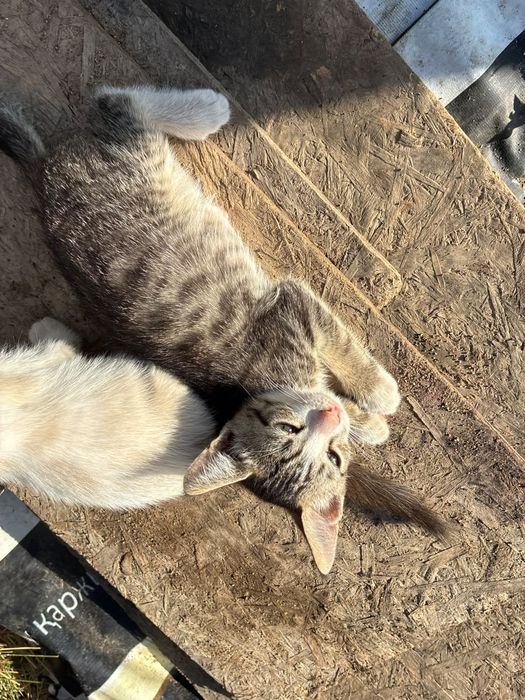 Отдам котят в добрые руки
