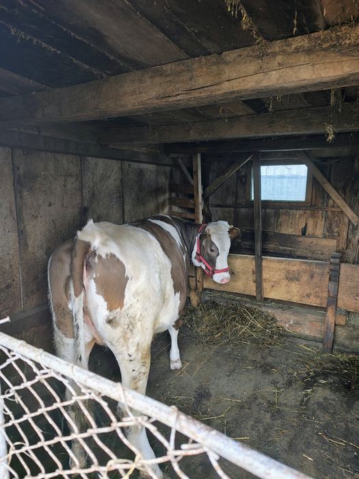 Vițea bălțată românească de vânzare