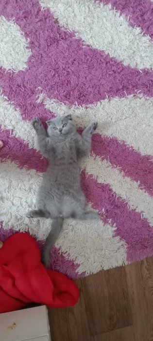 Кошка британская 3 месяца