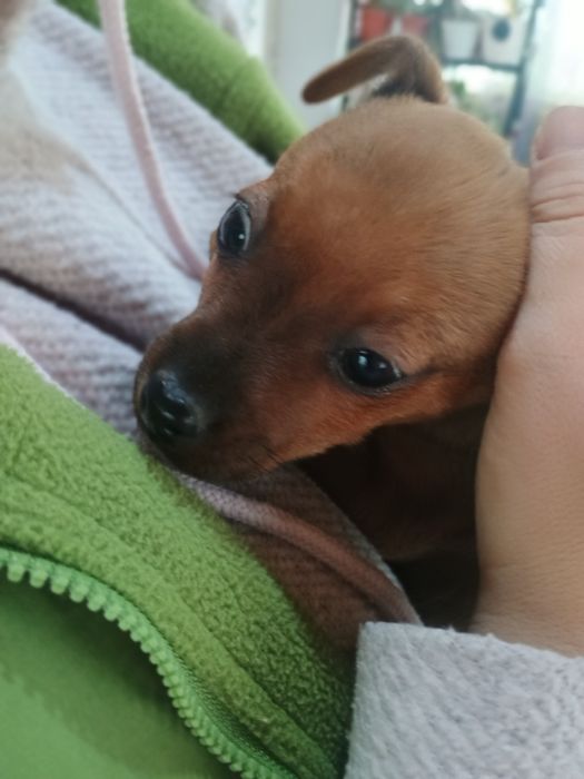 Продавам Мъжки Пинчер с ваксина и паспорт