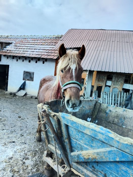 Vând cîlan semi greu