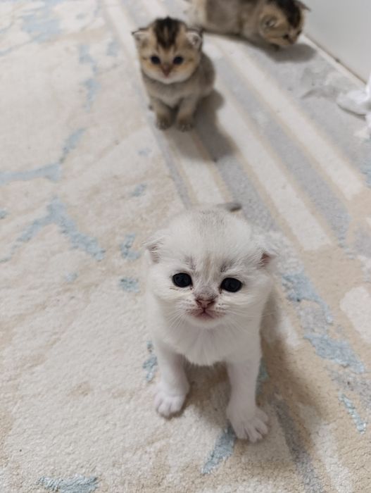 Продается Шотланкие Шиншиллы