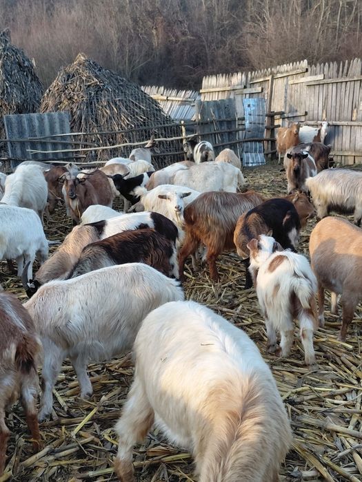 Vând capre de rasă bună