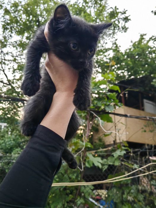 Котятки за шоколадку