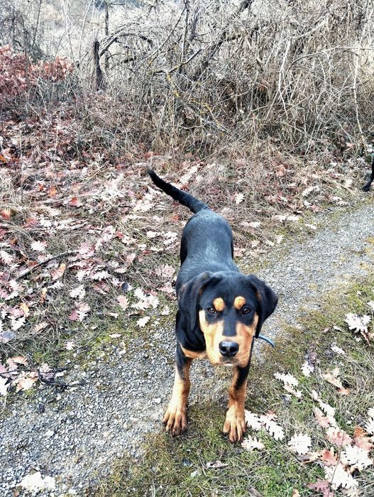 Гончета на 5 месеца