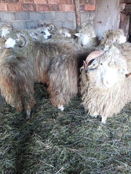 Cârlani disponibili