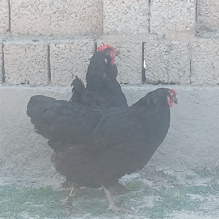 Brama tovuqlar sotiladi
