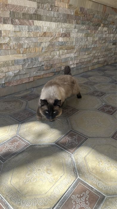 Прадается Сиамский кошка очень большое