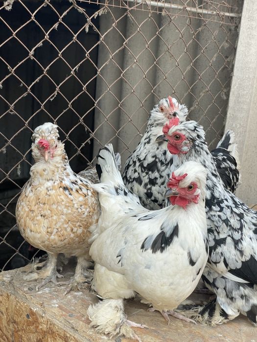 Инкубационные яйца