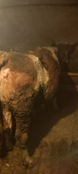 Vaca bălțată românească