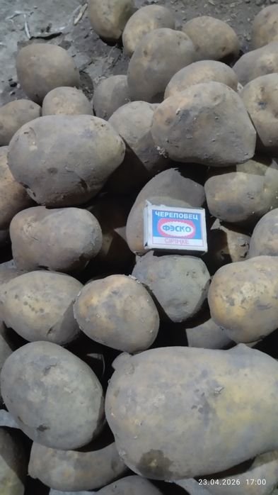 Картофель семенной сорт гала,