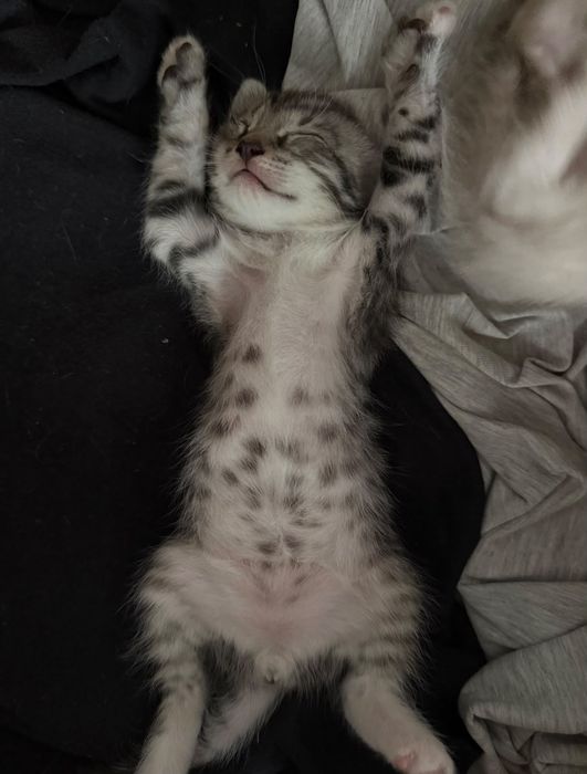 Котята ищут дом!