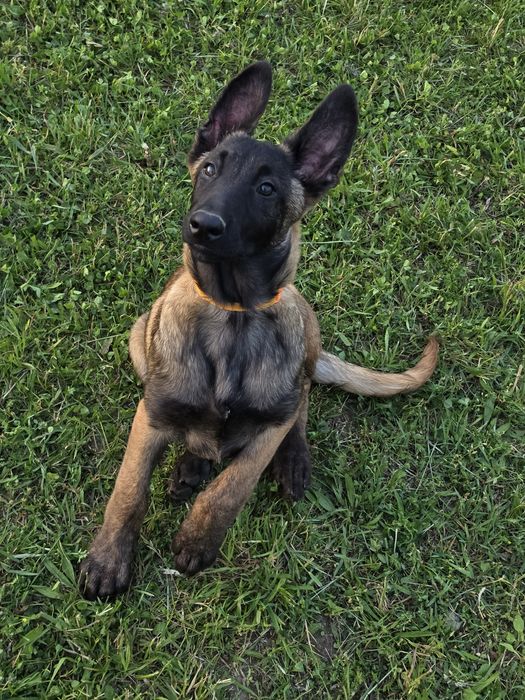 Ciobănesc belgian malinois