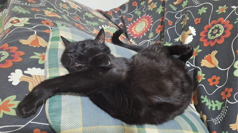 Petsitter- Dog walker