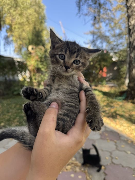 Котенок серый черный мальчик девочка