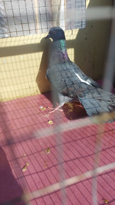 Голуби широкохвостые