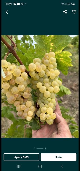Vand struguri pentru vin si must