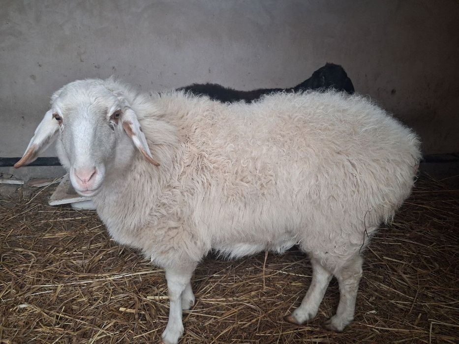 Семиз, пародалы кой сатылады