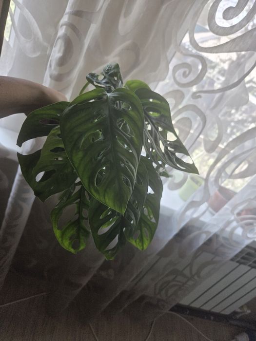 Монстера манки Саяхат