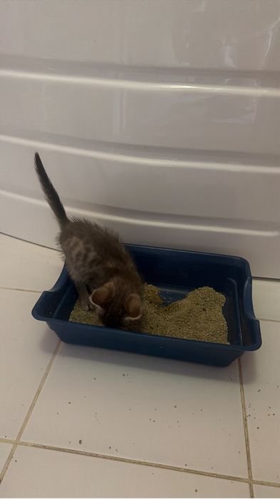 Отдам в добрые  руки котенка мальчик